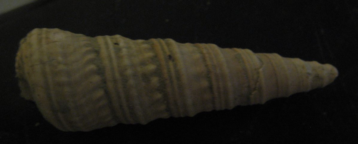 Turritella (Torculoidella) varicosa, Tortoniano - Pliocene